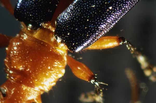 Cuerpo de insecto visto por el estereoscopio