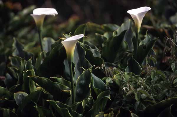 Flor de cartucho blanco, especie de origen africano (Zantedeschia  aethiopica)