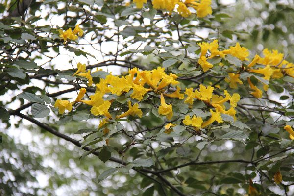 Árbol con flores amarillas
